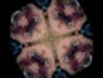 seabisquit2's Avatar