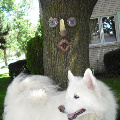 amptramp's Avatar