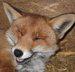 fox_rivers's Avatar