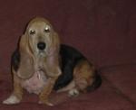 cbasset's Avatar